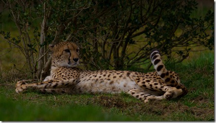Cheetah 2_4488